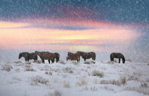 throughwinterfields:  Brad Cheese  