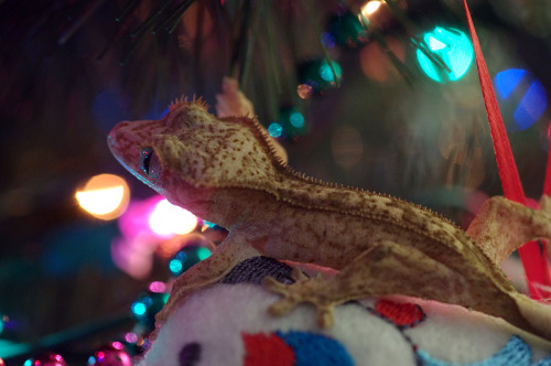 kittendrumstick:  I wanted to get some photos of Apricot at Christmas, she wanted to climb to the to