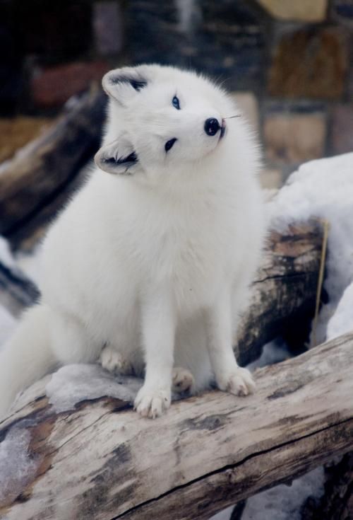 earthlynation:  Arctic Fox. Source