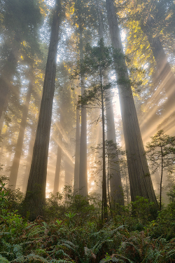 plasmatics-life:  Light Show ~ By Michael