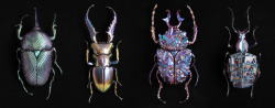 danknuts: archiemcphee:  Paris-based Japanese artist Nozomi created an exquisite series of iridescent crystaline and mineral beetle specimens. Entitled The Mineral Insect, each beautiful beetle was designed using 3D sculpting software, created with a