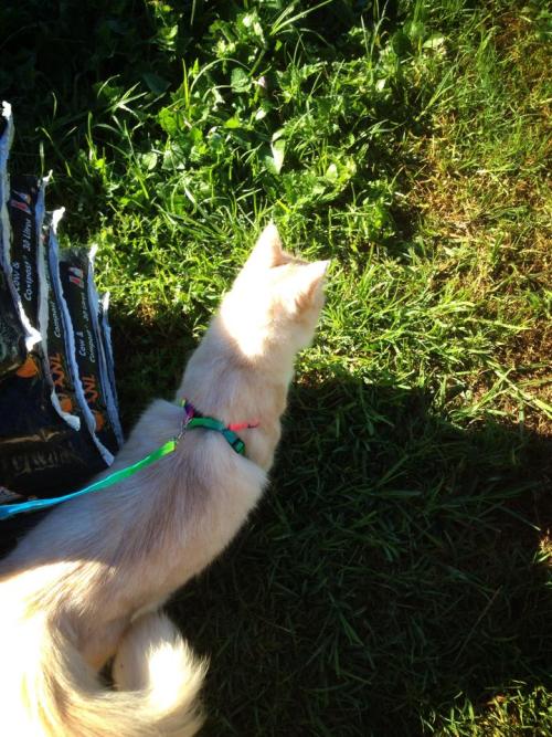 My cat &ldquo;Cat&rdquo; taking a stroll in his new rainbow harness and lead.