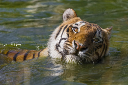 magicalnaturetour:  Swimming and playing