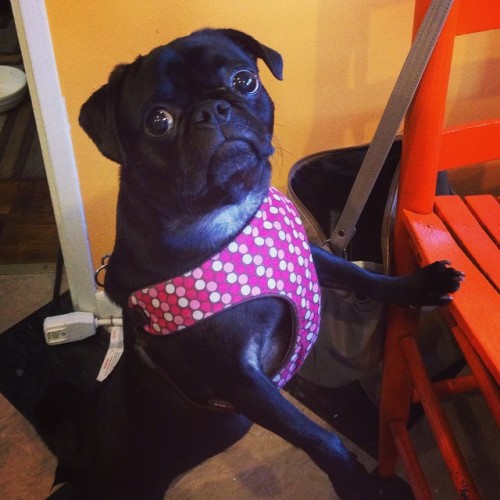 ilovepugs4ever:  Follow Dog Quotes. 