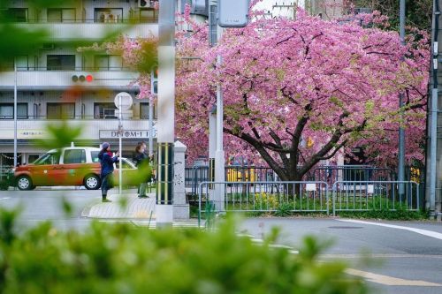 Sakura Flowers in Spring 花は桜、もうすぐあったかい春ですねぇ。 日差しも気持ちよくなってきました。 戻り橋の早咲き桜は、きぜわしく青葉もちらほらと。 #京都 #一条戻橋 #河