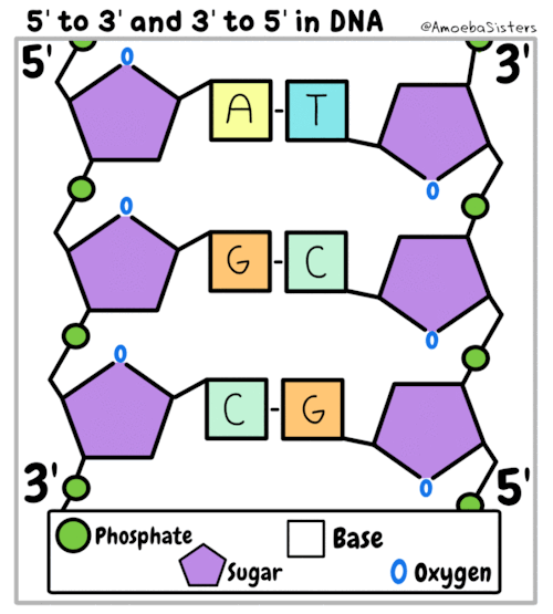 Confused About What Is Meant By 5’ To 3’ And 3’ To 5’ In DNA? We Have A GIF For That!