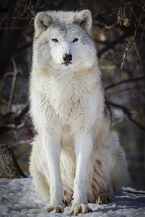 musts:  Gray wolf by Jacques-Andre Dupont