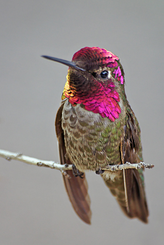 earth-song:  An Anna’s hummingbird taking a breather at the Desert Museum in Tucson,