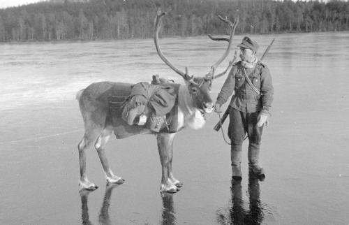 Fun History Fact,During World War II Finland often used reindeer to transport supplies and weapons. 