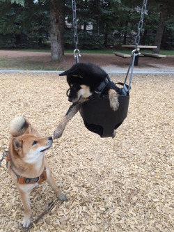 animal-factbook:  The same way cats enjoy re-creating sculptures, dogs enjoy recreating famous paintings. These two are posing as a slightly different edition of “The Creation of Adam” in the Sistine Chapel.  