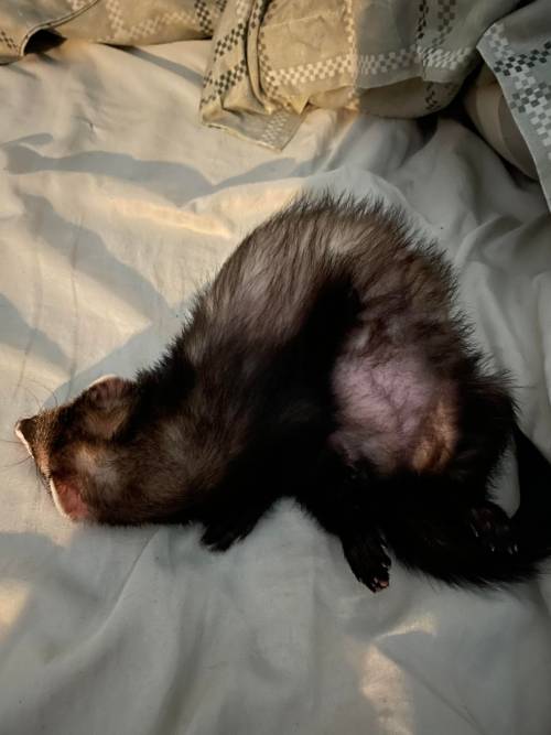 Daisy sleeping like a noodle : ferrets