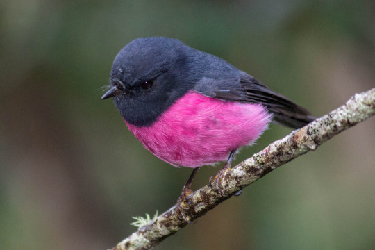 ellorgast:  thehappyegg:  ke5tr4l:  possiblymistborn:   ellorgast:  Why has nobody ever taken me aside and explained to me that the pink robin exists So round. Such fluff. Smol and angry I can’t believe I went so long associating my name with boring