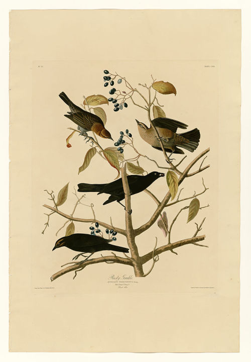 Plate 157 Rusty Grakle, John James Audubon