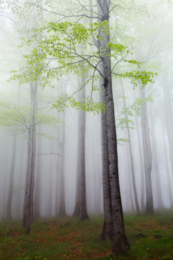 drxgonfly:  New Leaves (by Martin Rak) 