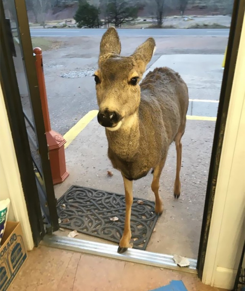 archiemcphee: On Surreal Sunday the deer go shopping. This gift shop at the Horsetooth Inn and RV Pa