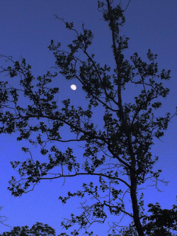 cvnptrails:  Tree and moon at dusk along