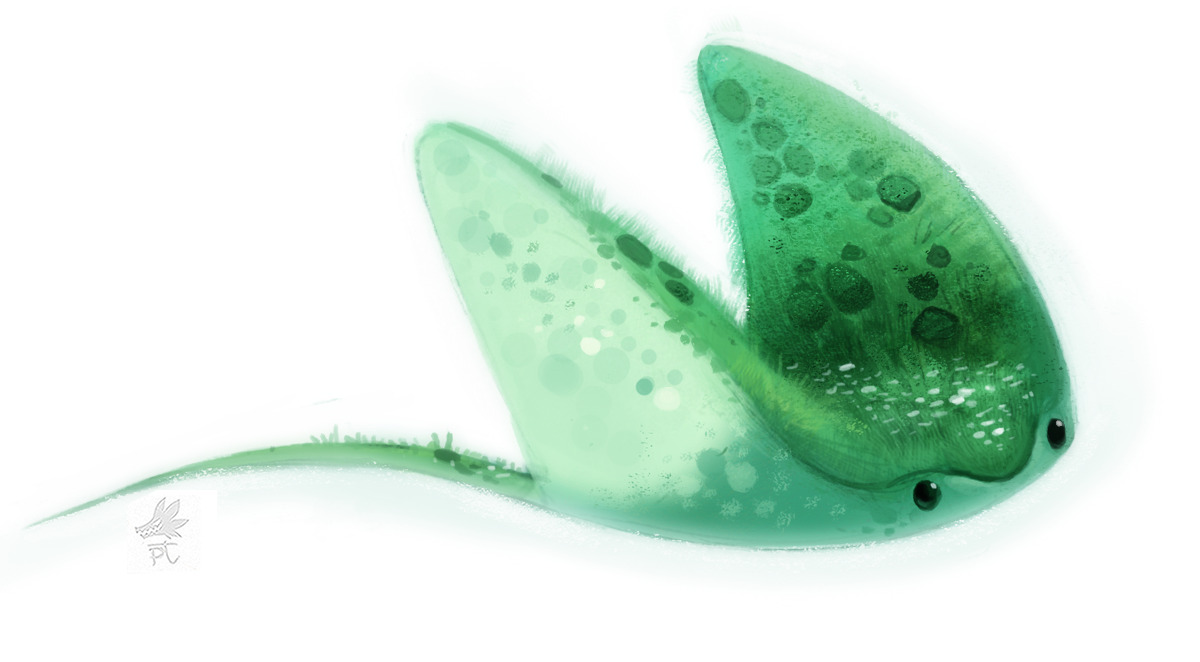 cryptid-creations:
“ Daily Paint #660. Manta Ray by Cryptid-Creations
”