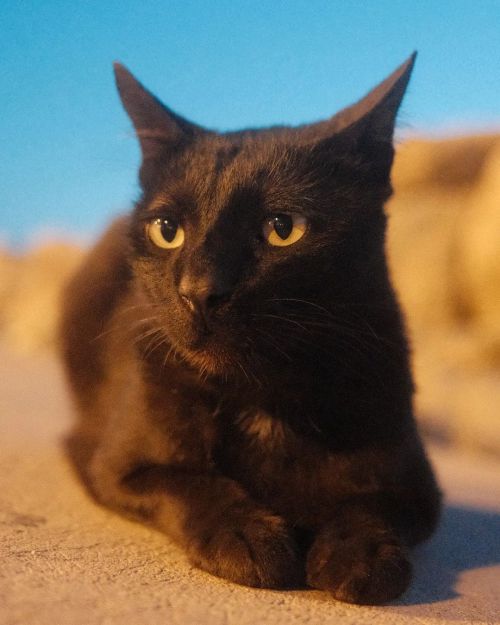 18:37 cyan #streetphotography #SPiCollective #streetleaks #catsofinstagram #maldives #fujifilm #fuji