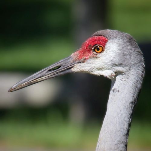 Sandhill Crane - My first on Cape Cod #sandhillcrane #crane #barnstable #capecod #bird #birds #birdi