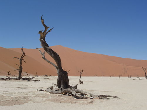Deadvlei, the dead marshIt is amazing the effect water can have in bringing life, and then taking it