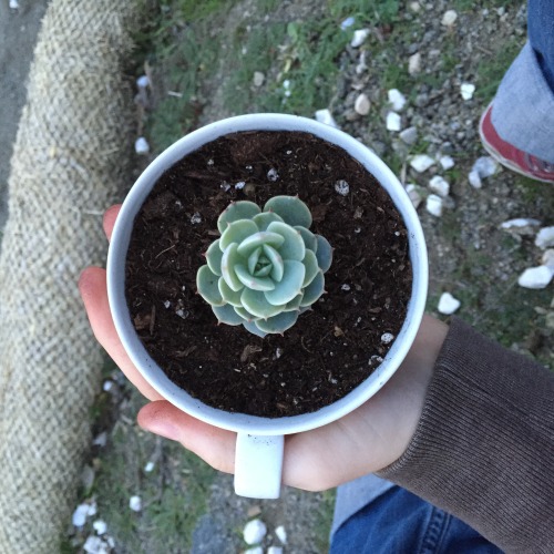 veganvictor:drilled a hole in this little cup and made a pot!