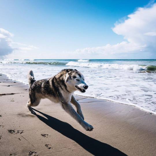 Meet Loki the Wolfdog and his friends.