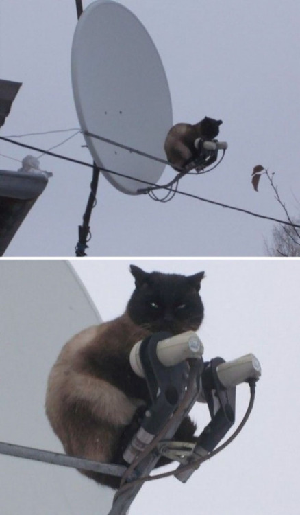 pr1nceshawn:  Cats Certainly Know How To Keep Things Interesting.