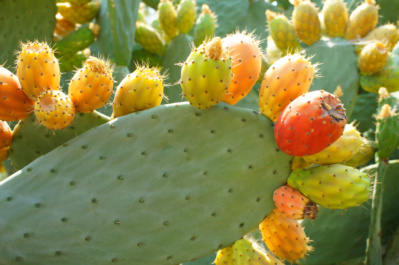 flora-file:  Nopales (by flora-file) 