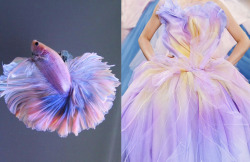 stopdropandvogue: A pastel betta fish x Christian