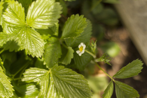 lenorestreetgarden:White alpine strawberry plant.  Year two.