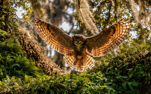 zenontheseas: Great Horned Owl by rstrickland
