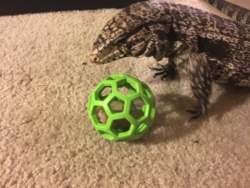 kaijutegu:I got Juju a puzzle ball for Christmas. Tonight I put a reptilink in it!