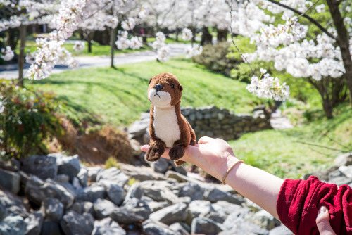 Feeling pretty surrounded by cherry blossoms!