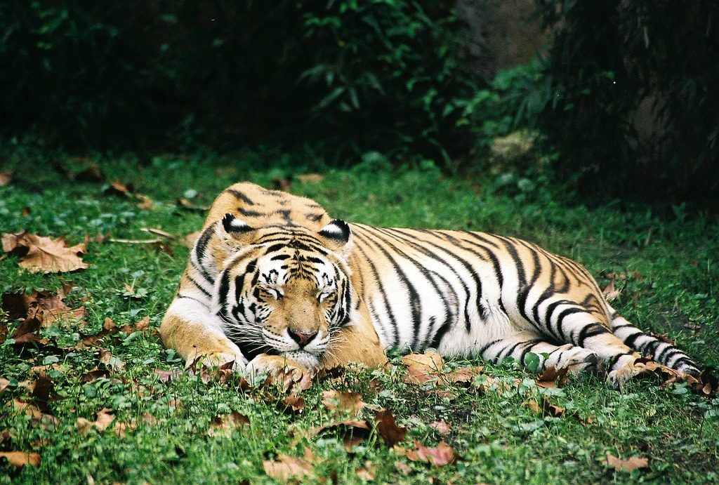englishsnow:  { nap time } 