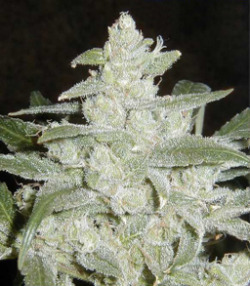 thefourtwentytimes:  Silver Haze looks frosty as a snowman, betta bring yo shovel to smoke this bud 