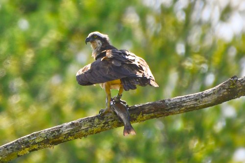 Osprey