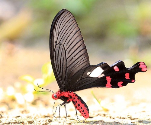 onenicebugperday:Common windmill butterfly, Byasa polyeuctes, Papilionidae (Swallowtails)F