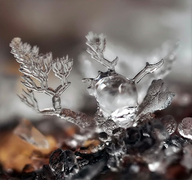opticallyaroused:  Snowflake