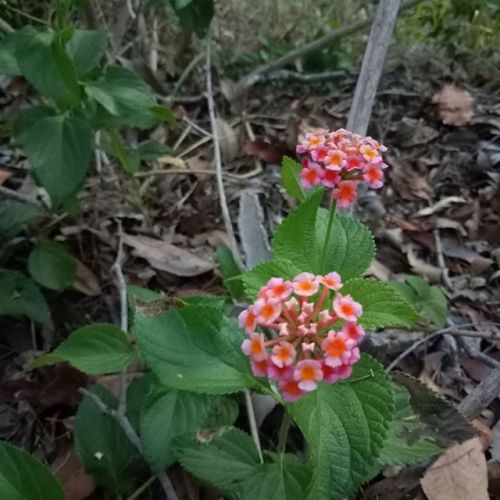 Mount Beerburrum, Queensland, AustraliaJAN-2017