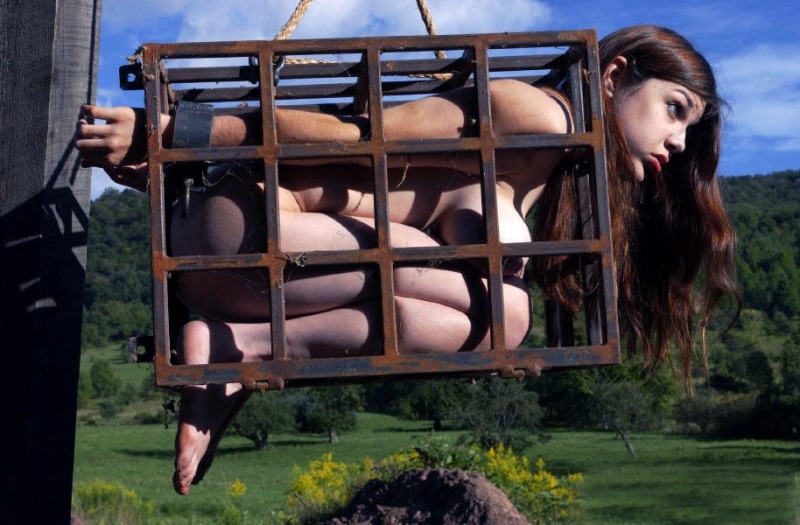 girlmeateater:How most of my wild-caught sows spend their last hours or days.