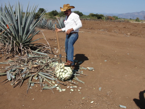 maybeimissedthepoint:  today in tough jobs   (part 2) El jimador 