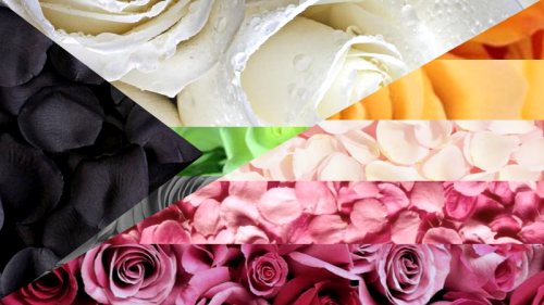 aestheticlgbtq:Demiromantic Lesbian Rose Flags for Anon!Requests are always open ~