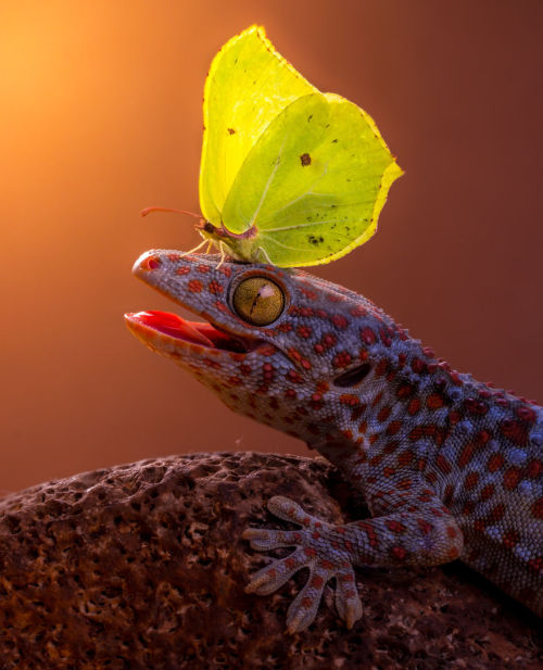 boredpanda:     Animals With Butterflies Look Like Disney In Real Life   