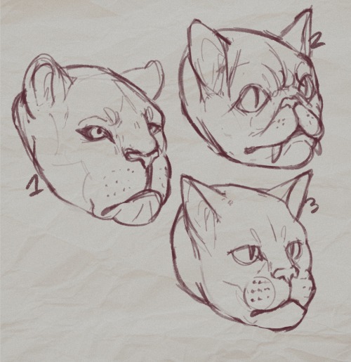 Tabaxi Studies 1 - wildblood2 - highblood3 - common