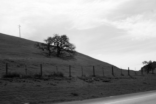 black and white shots from my trip to wine country 