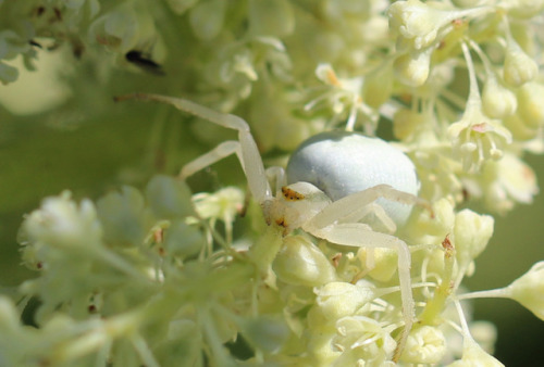 A flower crab spider/blomkrabbspindel (Misumena vatia). These spiders may be yellow or white, depend