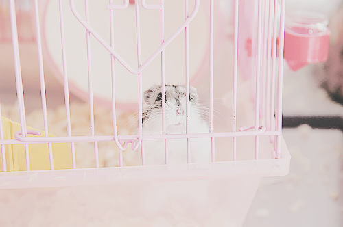 mochi-bunnies:Martina bigoduda espiando =ˆ.ˆ= (by Natália Corrêa)