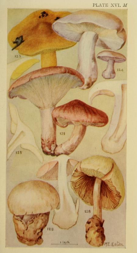 grislywitchpits:mary e. eaton, fungi illustrations