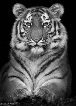 Jaws-And-Claws:  Littel Tigress By Wolf Ademeit On Flickr.