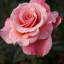 rosy-buds